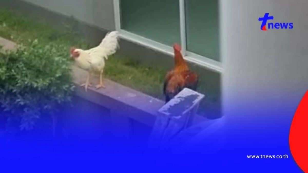 เจ้าของบ้านหรูทรมาน 3 ปี ข้างบ้านเลี้ยงไก่ เครียดถึงขั้นจะเอาชีวิตให้หมด