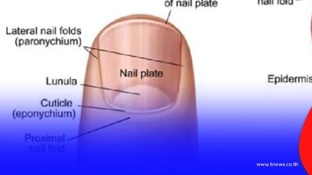 เล็บ 8 ลักษณะเล็บบอกโรค บ่งบอกปัญหาถึงสุขภาพของคุณ !