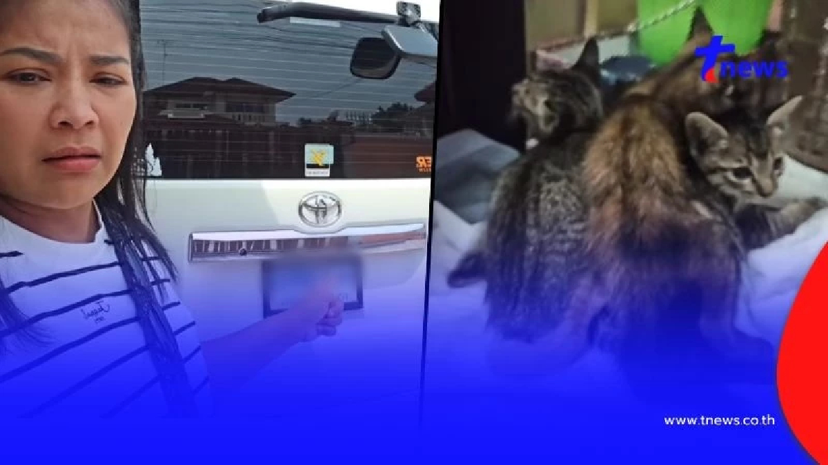 ลางดี "ตั๊ก ศิริพร" เจองูในบ้าน - แมวคลอดลูกในรถ พร้อมโชว์ทะเบียน
