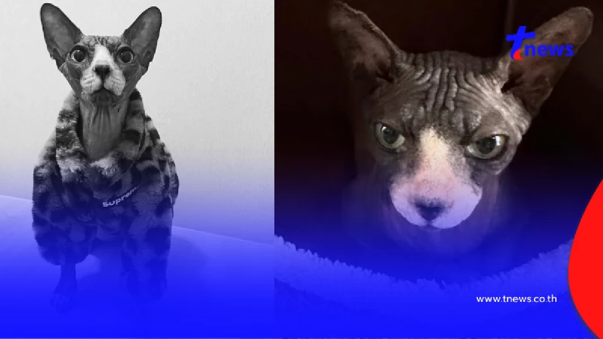 ทาสแมวสุดเศร้า พี่ซิ่ล แมวเซเลบดังแห่ง VRZO กลับดาวแล้ว