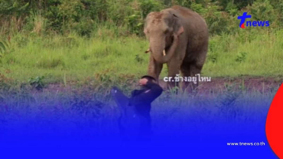 รวบ ชายถืออาวุธ ป่วนช้างป่า ไล่ทำร้าย จนท.เขาใหญ่ ประวัติน่าตกใจ