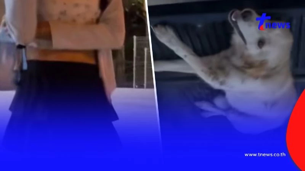 ดราม่าอินฟลูดัง ชนหมาสาหัส นั่งรอประกันไม่เข้าไปช่วย อ้างรถแพง