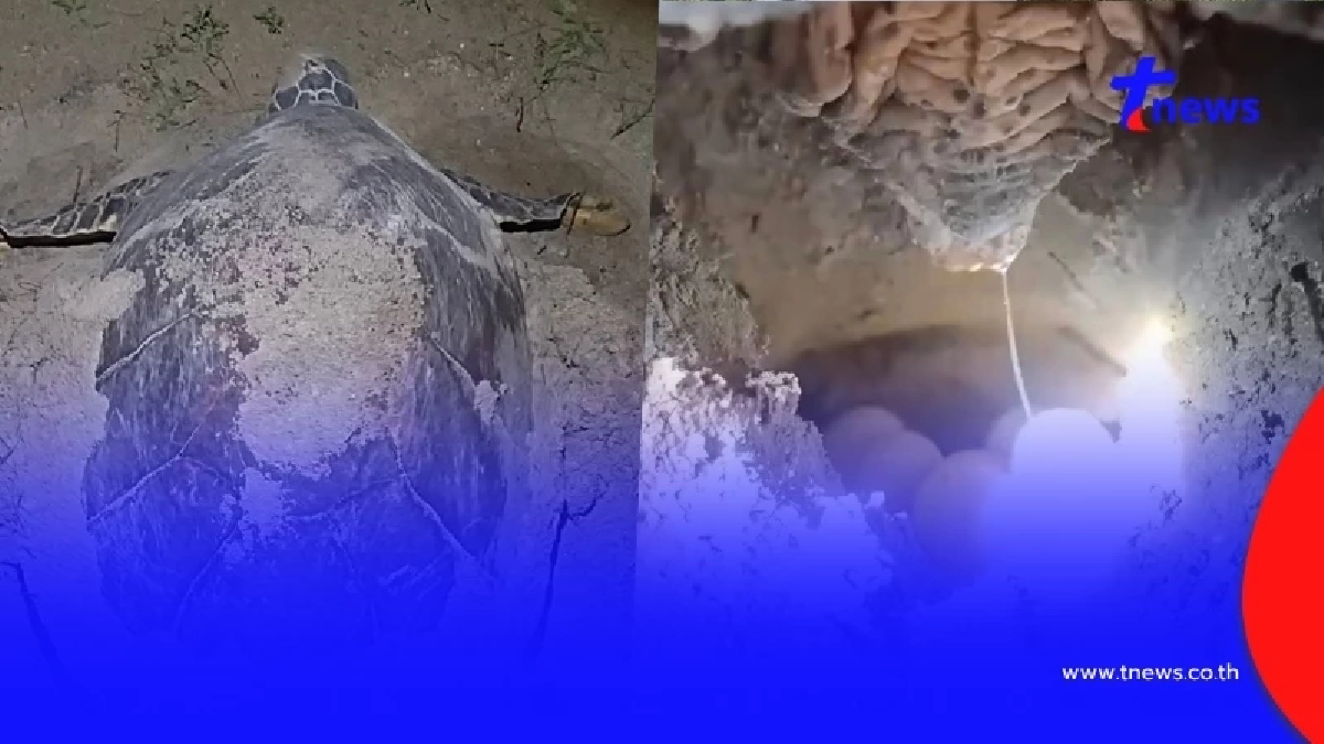 สุดปลื้ม "แม่ศรีสยาม" ขึ้นวางไข่บนเกาะทะลุ รังที่ 9 ของปี