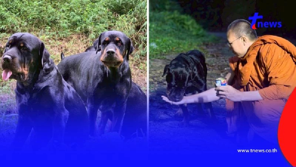 "พระครูอ๊อด" ช่วยร็อตไวเลอร์ 4 ตัว ถูกทิ้งกลางป่า อยู่ในสภาพหิวโซ