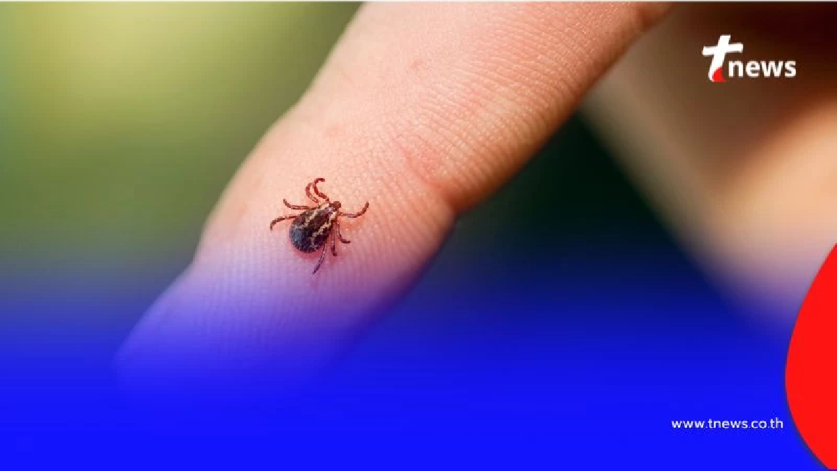 ระวังภัยใกล้ตัว พบผู้เสียชีวิต 2 ราย จากการถูกเห็บกัด ในญี่ปุ่น