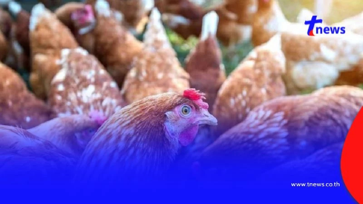 ด่วน! พบเชื่อไข้หวัดนก ระบาดกัมพูชา เสียชีวิตแล้ว 1 ราย