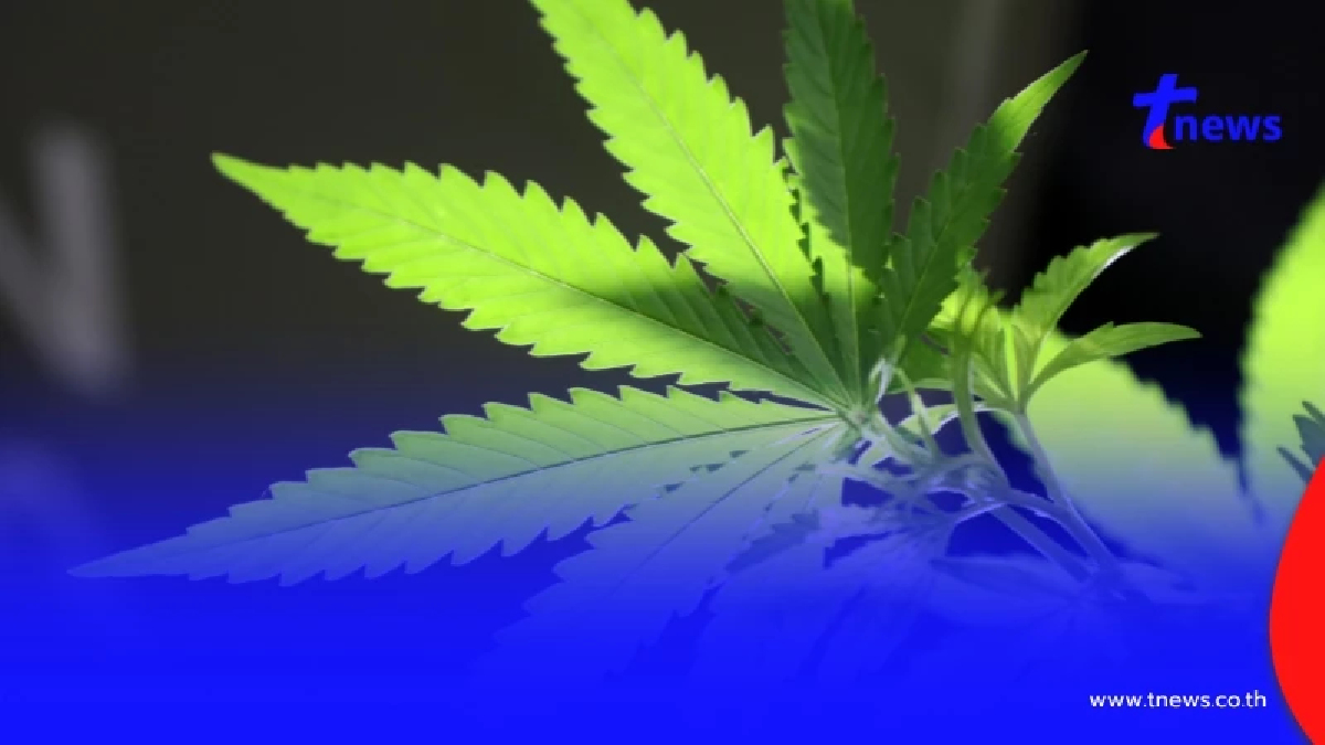 อวสาน"กัญชาเสรี" รมว.สาธารณสุข เซ็นแล้ว ใช้ทางการแพทย์เท่านั้น