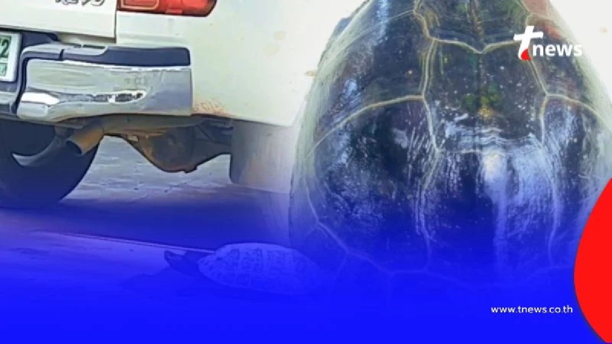 เต่ายักษ์กลับมาให้โชค หลังเมื่อ 5 ปีก่อน เคยได้รับโชคมาแล้ว