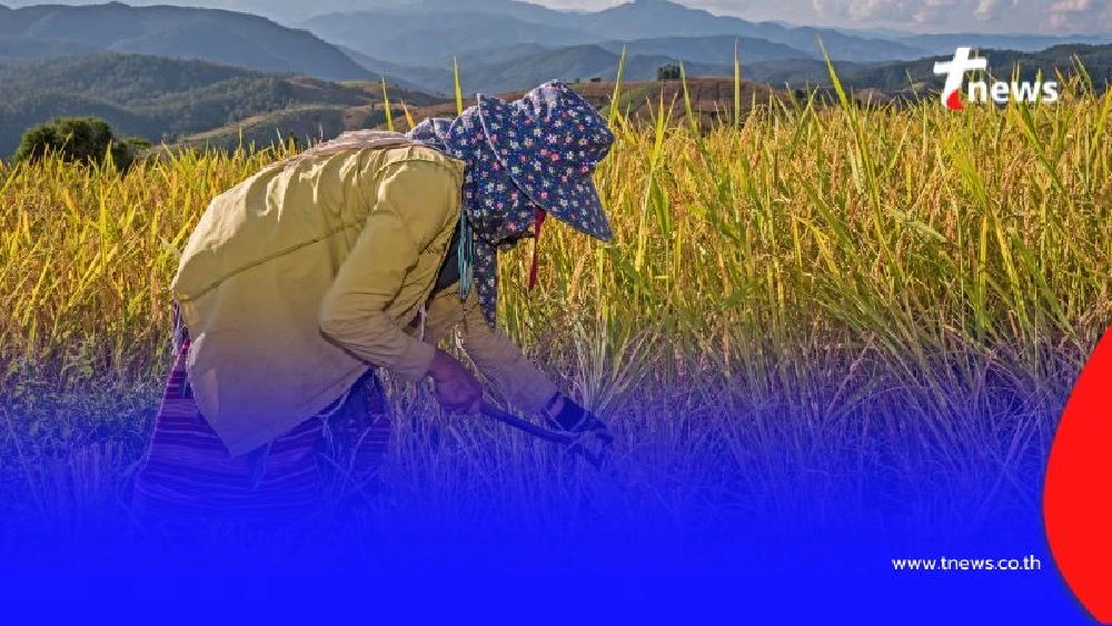 เงินช่วยเหลือชาวนา 500 บาทต่อไร่ ถึงมือแน่ เปิดรายละเอียดทั้งหมดที่นี่