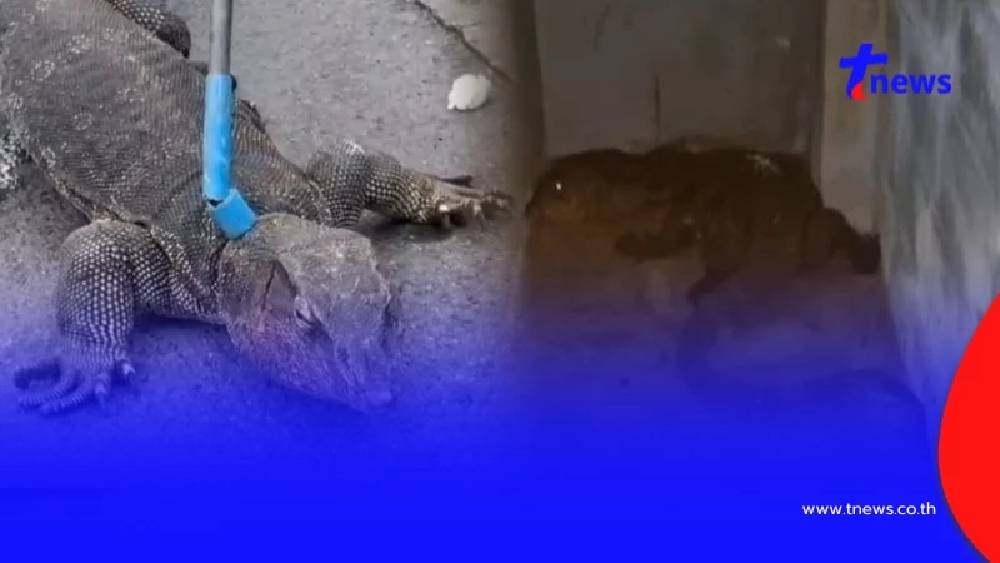 ตัวเงินตัวทองบุกร้านค้า เจ้าของเชื่อมาให้โชค งวดนี้ขอจัดเต็ม