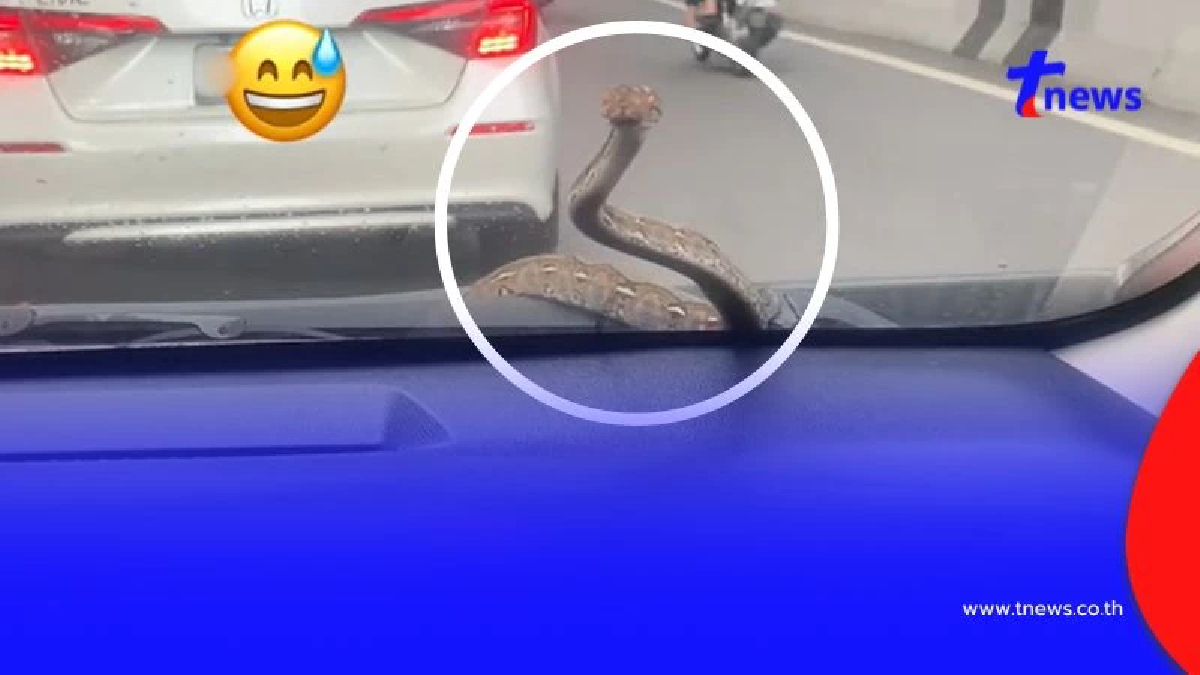 สาวใจจะวาย เจองูโผล่หน้ากระจกรถ คอหวยแห่ส่องเลขทะเบียนรถ