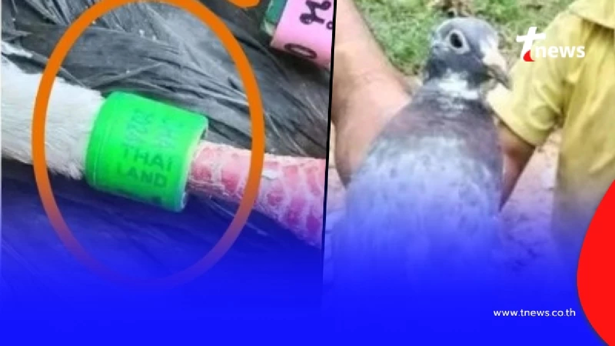 เฉลยแล้ว "นกพิราบ" ที่กัมพูชา บอกเป็นนกสายลับไทย ที่แท้คืออะไร