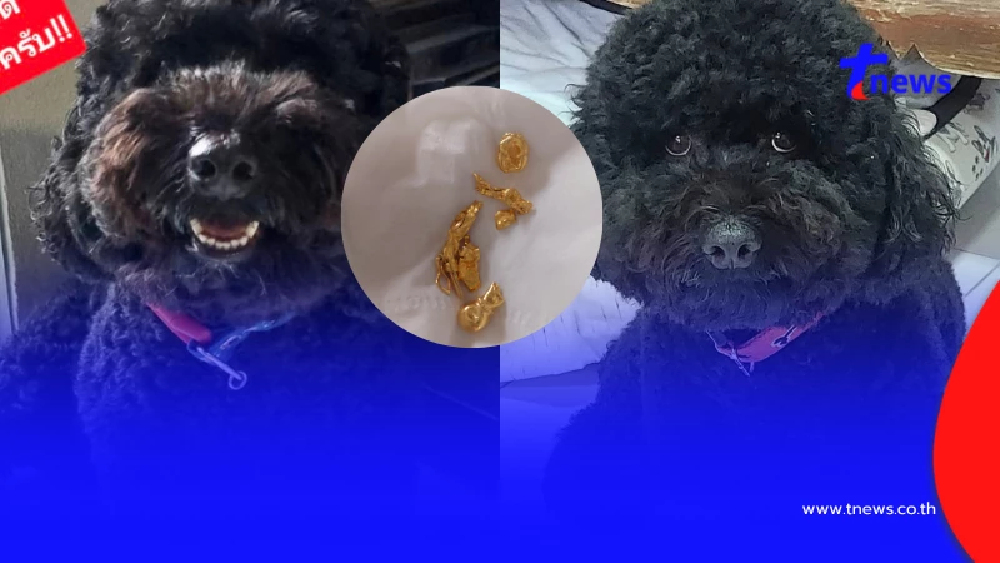 เจ้าของกุมขมับ  พุดเดิ้ลแสบกินกำไลทอง 1 บาท ต้องรอคุ้ยอึคืนสมบัติ