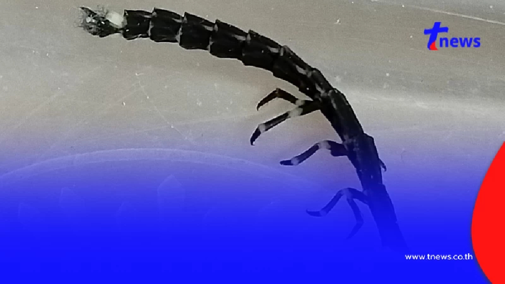 ผู้รู้เฉลยแล้ว ตัวประหลาดเรืองแสงเข้าบ้าน หายากใกล้สูญพันธุ์