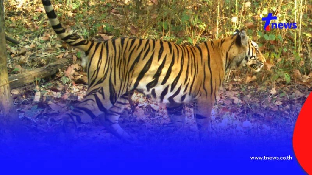 "พงศกร" กลับดาวเสือแล้ว ปิดตำนานเสือโคร่งสุดสง่า ป่าห้วยขาแข้ง