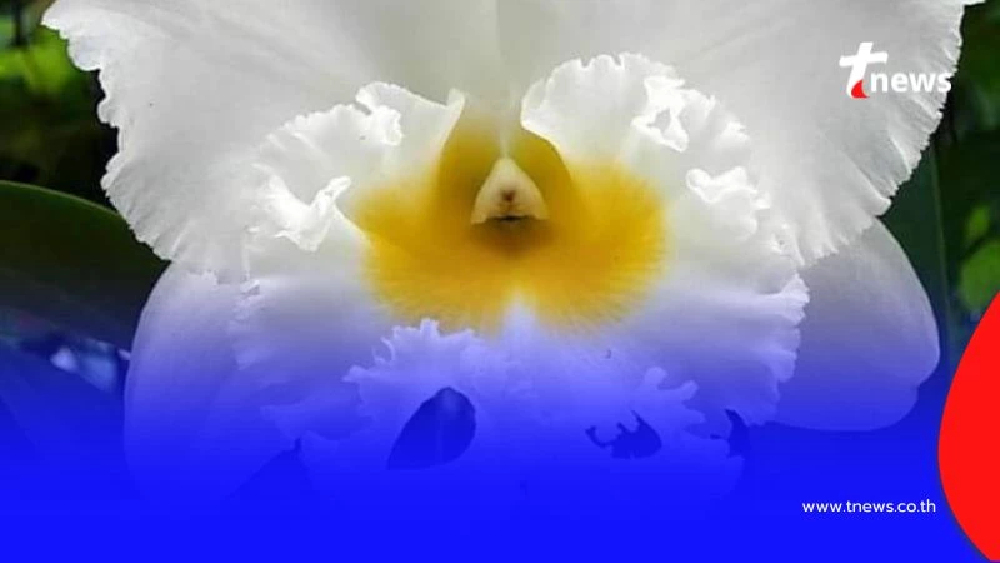 วันสตรีไทย เบื้องหลังวันสำคัญนี้ เปลี่ยนชีวิตผู้หญิงไทยให้ เข้มแข็งและมีอาชีพ