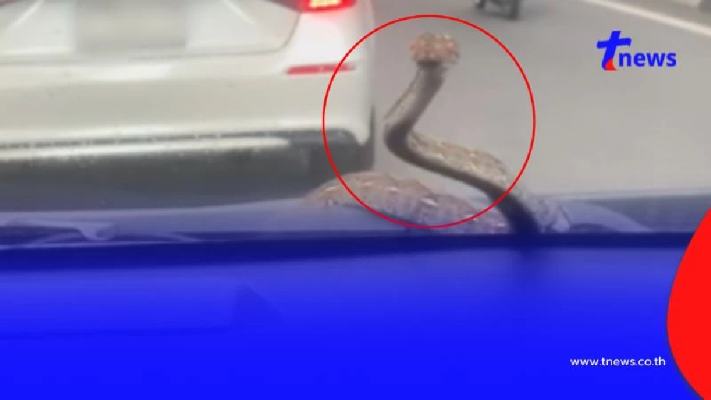 แห่ขอดูทะเบียน สาวขับรถอยู่ดีๆ งูโผล่กลางกระจกรถ ในวันพระ
