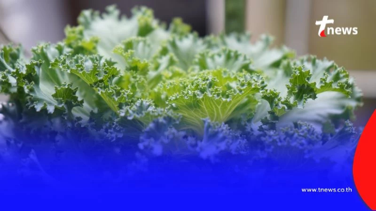 ผักคะน้าบ้านเรามีประโยชน์มากก็จริง แต่มีคนบางกลุ่มที่ควรระวัง