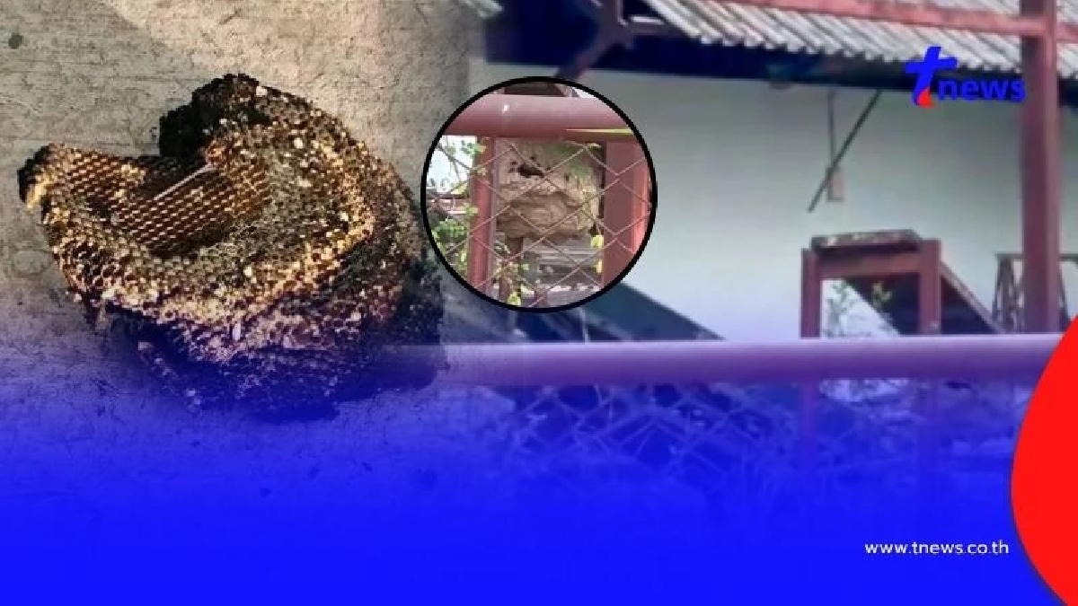 สลด หนูน้อยวัย 2 ขวบถูกต่อหัวเสือรุมต่อยดับ พ่อวิ่งเข้าช่วยสาหัส