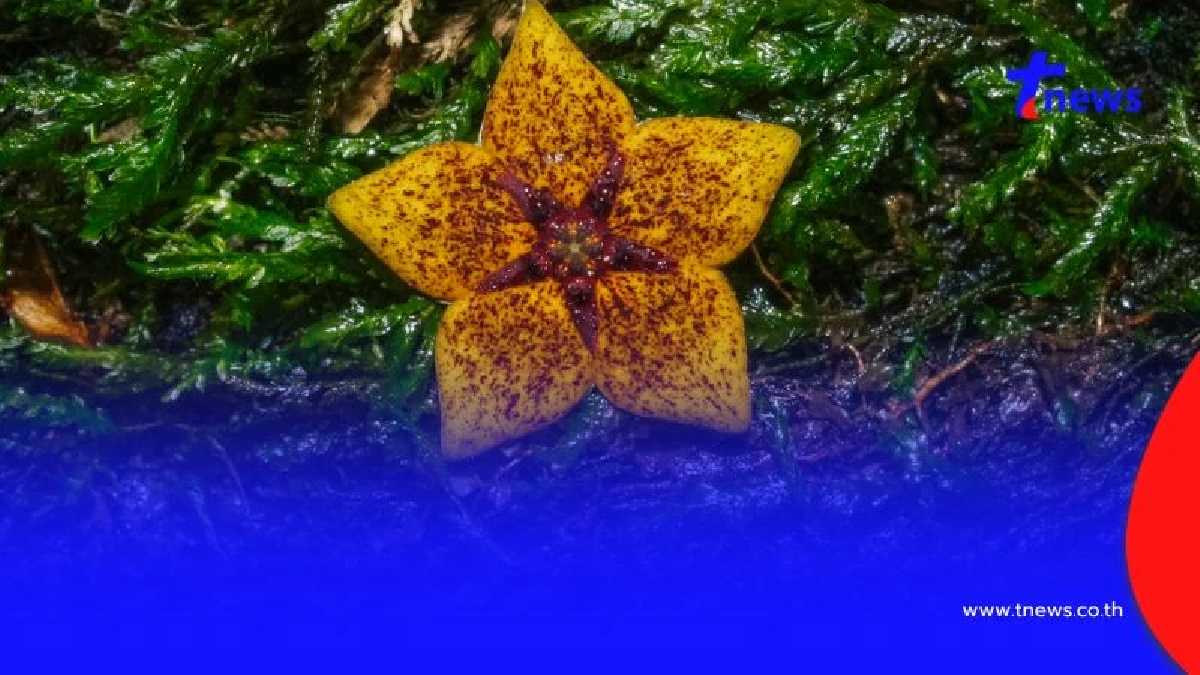 พบพืชหายาก หายเงียบจากบันทึกโลกนาน 113 ปี โผล่ที่เชียงราย