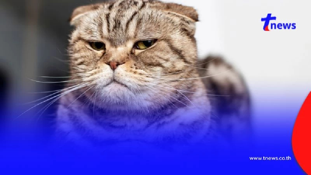 เลี้ยงแมว ค่าใช้จ่ายเยอะไหม? สิ่งที่ต้องรู้ ก่อนเป็นทาสแมว