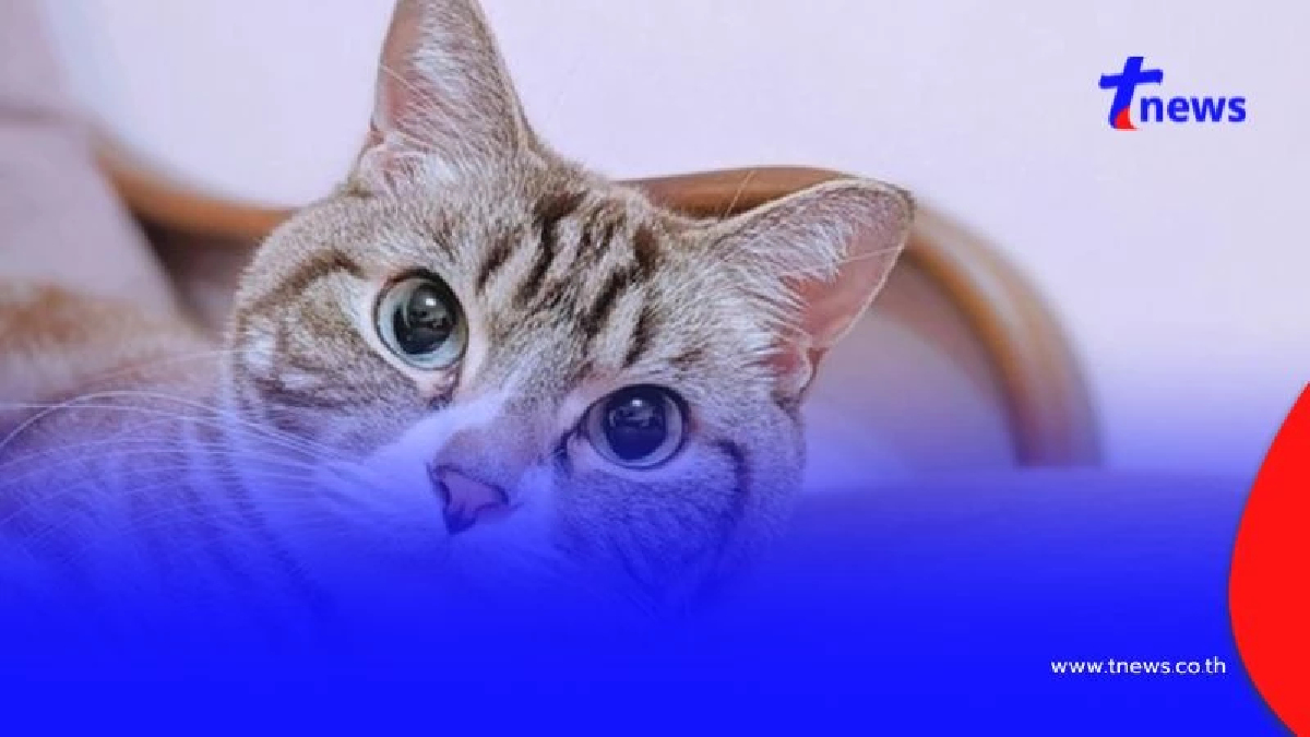 รู้แล้วทำไมแมวชอบมานั่งเฝ้าเวลาเข้าห้องน้ำ พฤติกรรมสุดป่วนของเหมียว
