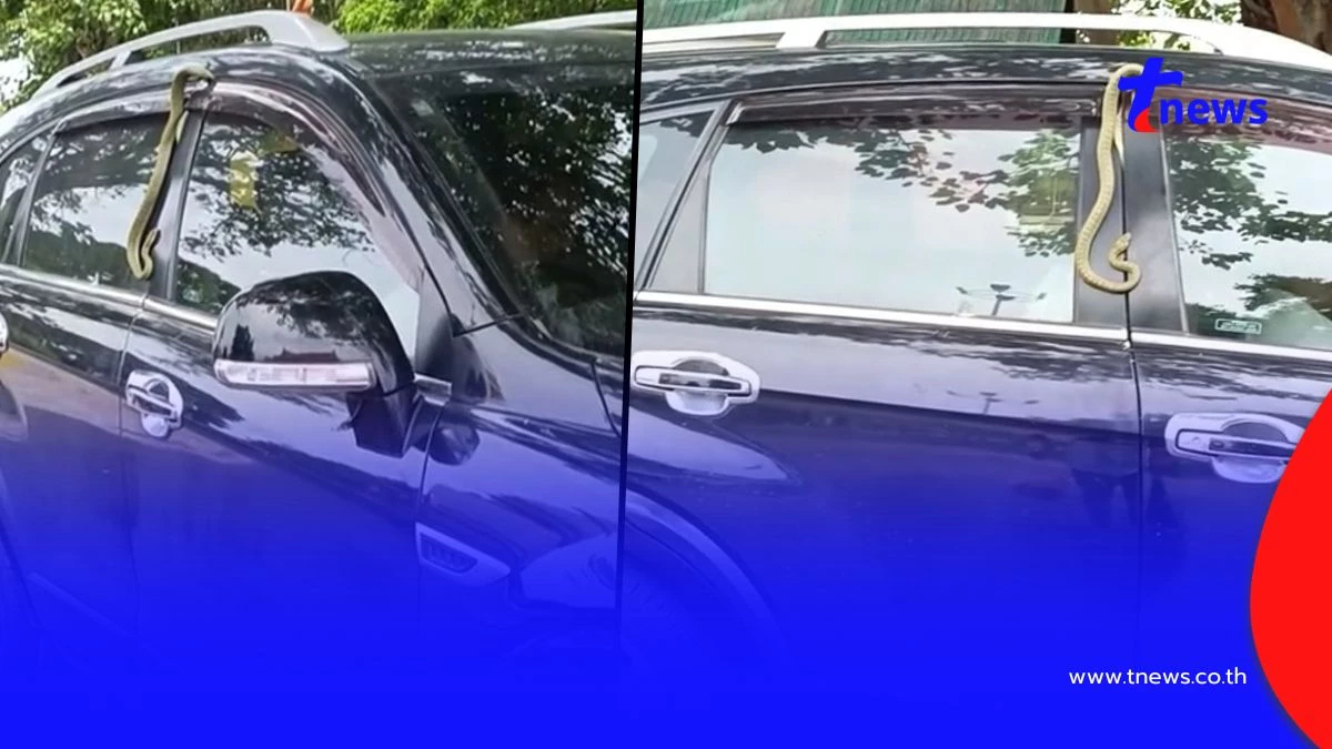 แตกตื่น งูเขียวเจอประตูรถหนีบในวันเข้าพรรษา แห่โฟกัสเลขทะเบียน
