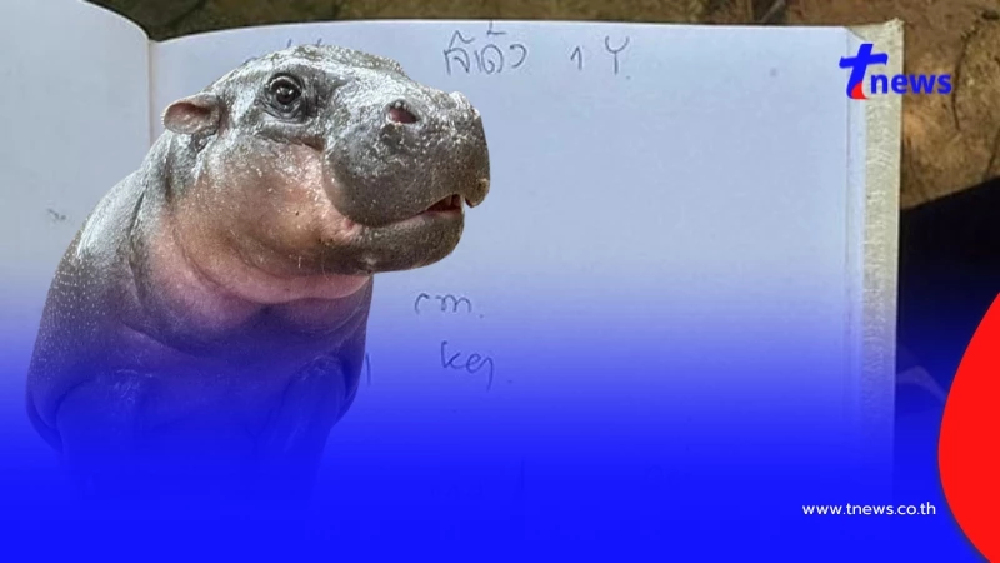 เลขเด็ดหมูเด้ง เขาเขียว ฉลองครบรอบวันเกิด 1 ปี ลุ้นหวยงวด 1 ก.ค. 68