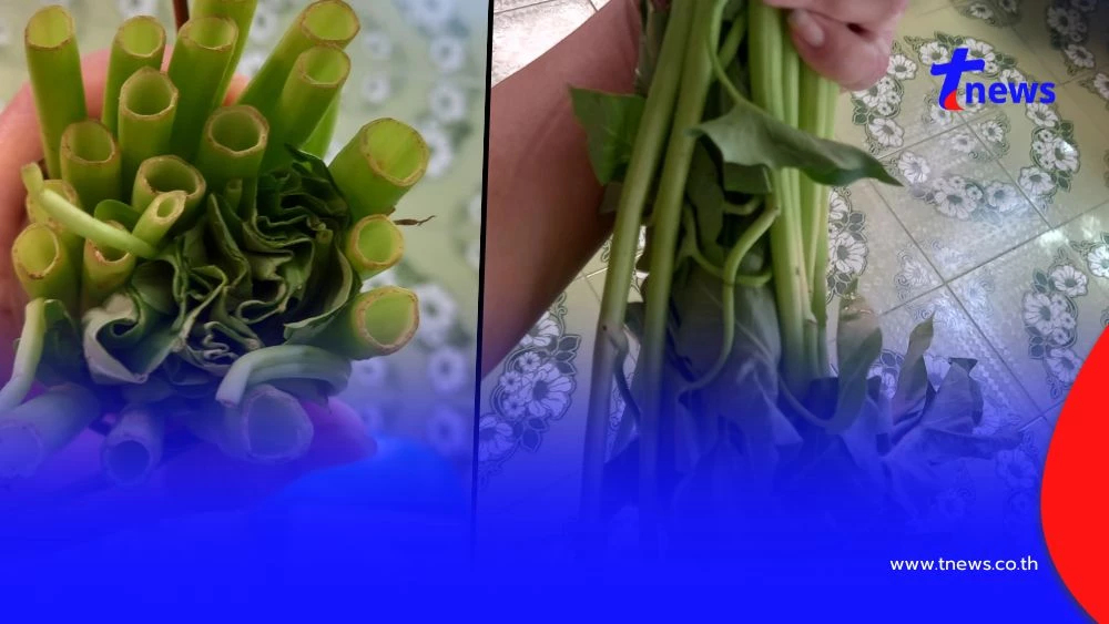 ลูกค้าวีน ซื้อผักบุ้งกำใหญ่ 10 บาท แกะเจอยัดไส้ใบ ชาวเน็ตรีบเบรก