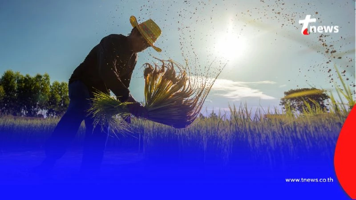ครม.ทุ่มงบ 45,000 ล้านบาท ช่วยเหลือชาวนา ไร่ละ 1,000 บาท ได้ทั้งผู้ปลูกข้าวนาปี-นาปรัง