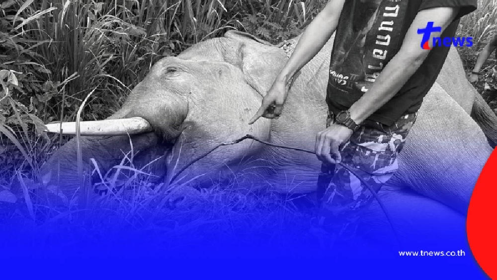 สูญเสีย "พลายขุนศึก" ช้างป่าเขาใหญ่ชื่อดัง สาเหตุแสนเศร้าใจ