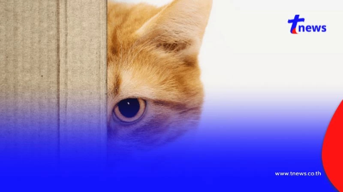”ทำไมแมวชอบแอบมอง”? ไขความลับสายตาที่ทำให้ทาสหลงรัก!