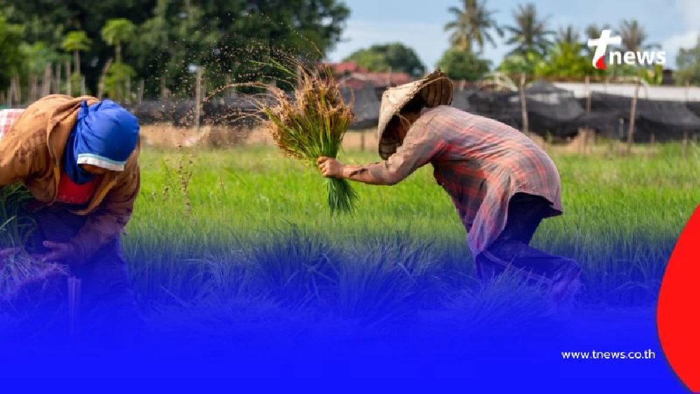 ชาวนาได้เงินช่วยเหลือ ไร่ละ 1,000 บาท สูงสุด 10,000 บาท เช็กวันรับเงินที่นี่