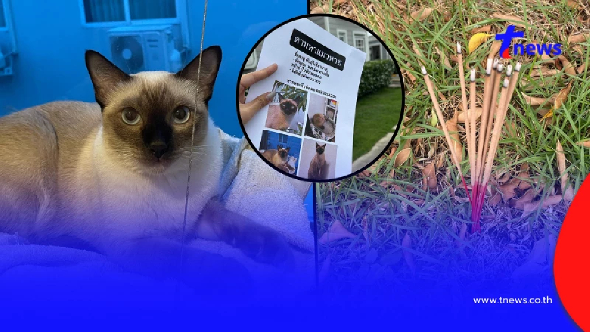 หนุ่มจุดธูป หวังสิ่งศักดิ์สิทธิ์ช่วย แมวสุดที่รักหายออกจากบ้าน