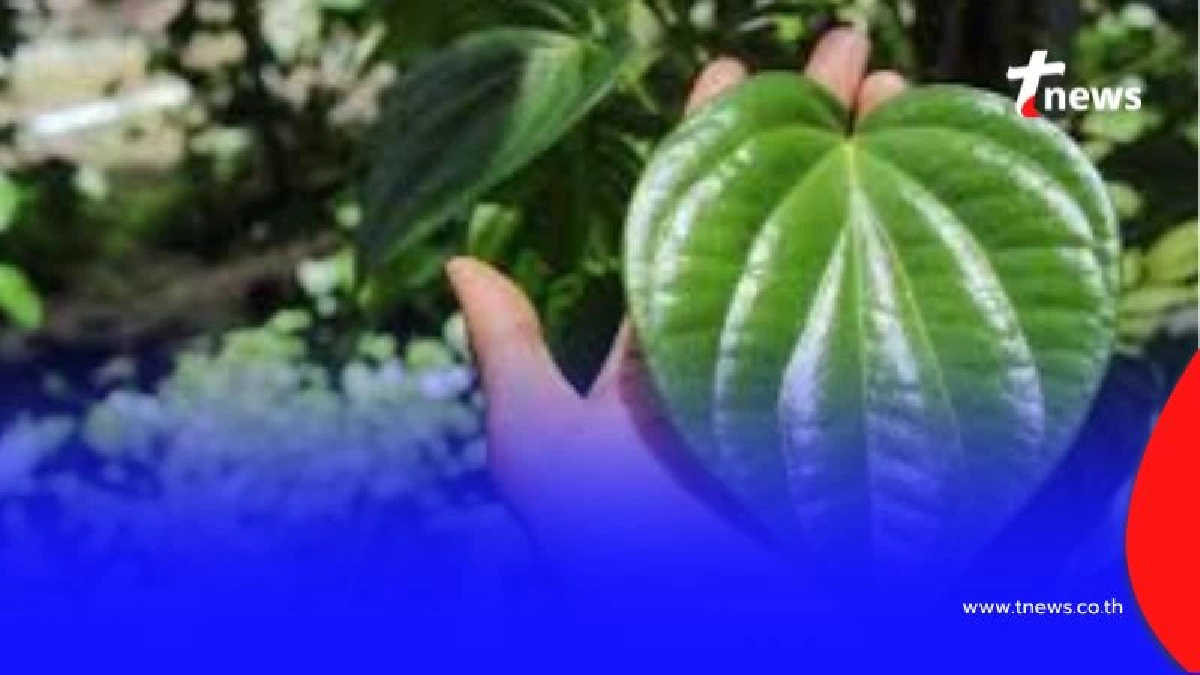 รู้หรือไม่ ใบพลู พืชในบ้านเราช่วยจัดการกลิ่นไม่พึงประสงค์ได้