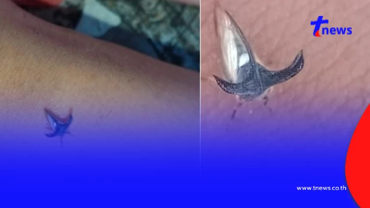 ฮือฮา แมลงปริศนามีเขา ผู้รู้เฉลยตัวนี้หายากจริง แถมหน้าตาสุดเท่