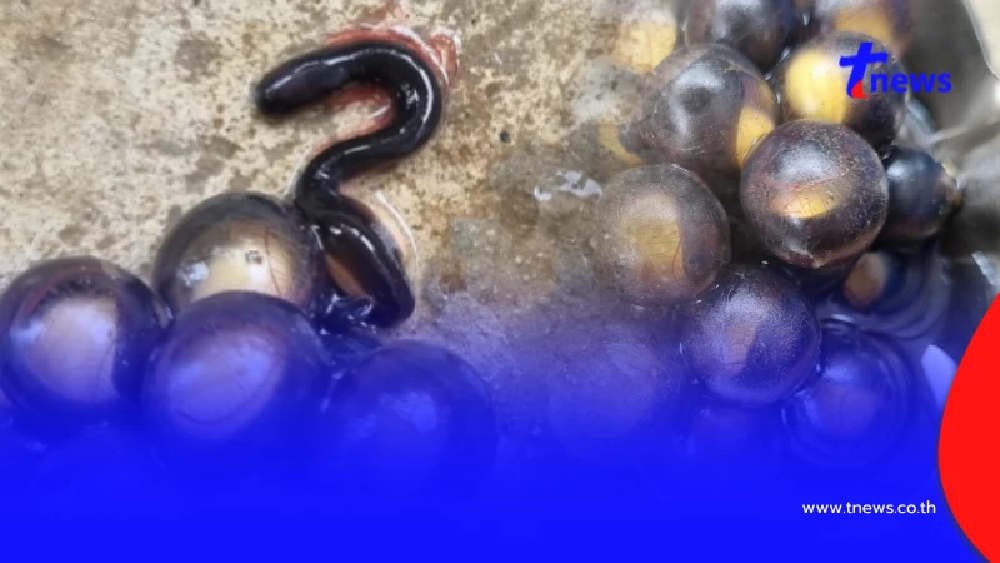 สาวเจอไข่ปริศนาไหลมากับน้ำ สงสัยคือตัวอะไร ชาวเน็ตช่วยเฉลยแล้ว