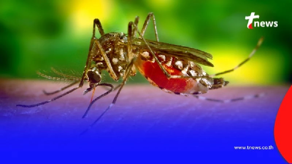 เกิดอะไรขึ้น ทำไมยอดผู้ป่วย "โรคชิคุนกุนยา" ปีนี้ถึงสูงกว่าปีที่แล้วหลายเท่า