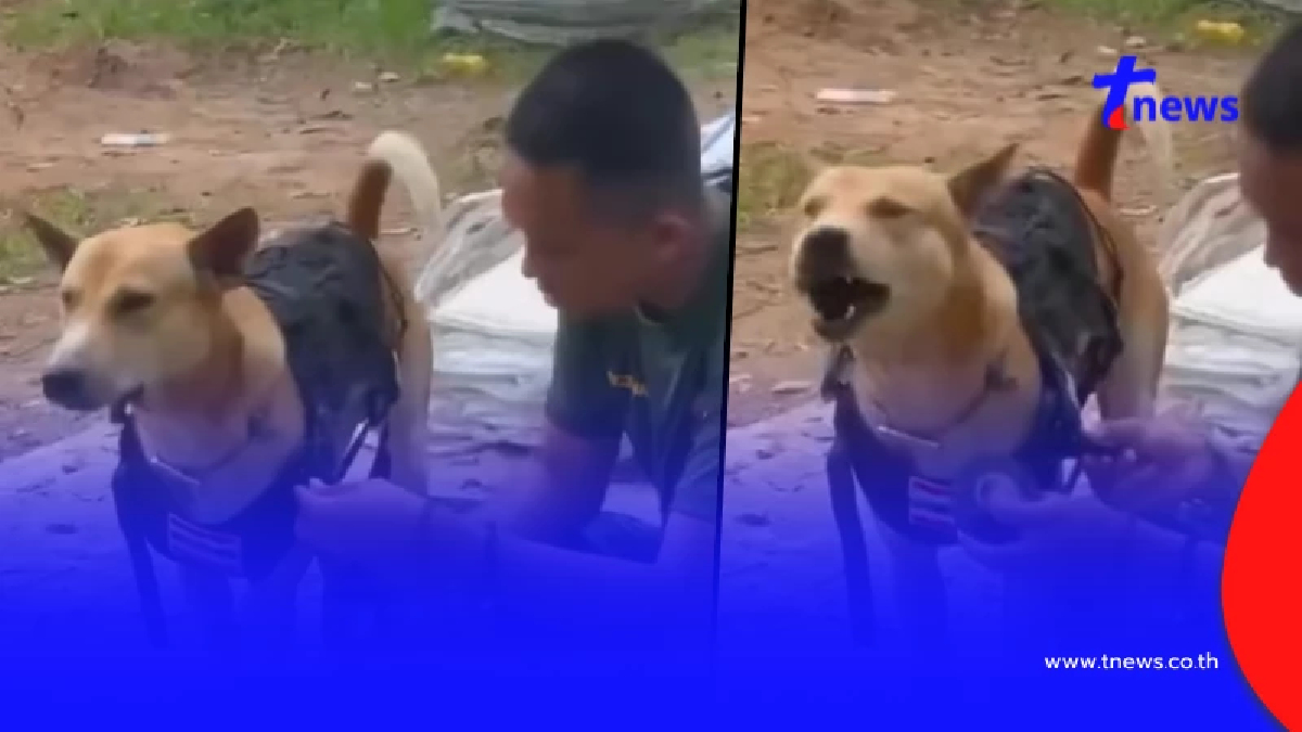 ไม่ธรรมดา จ่าจ๊อด หมานักรบแห่งตาเมือนธม ได้รับเสื้อเกราะแนวหน้า