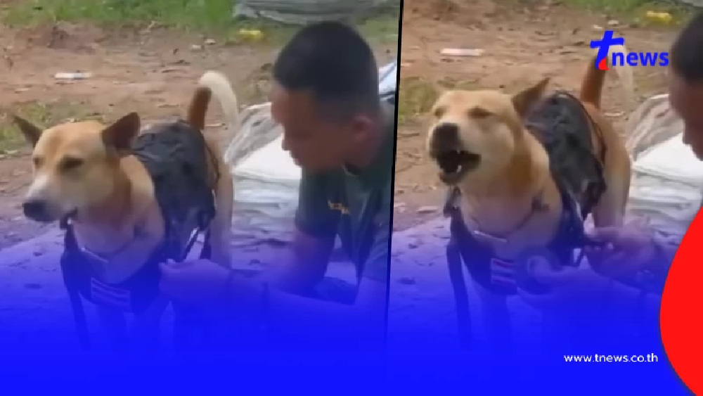 ไม่ธรรมดา จ่าจ๊อด หมานักรบแห่งตาเมือนธม ได้รับเสื้อเกราะแนวหน้า