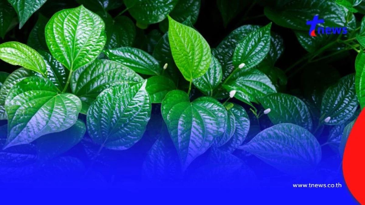 กินผักให้ถูก 5 ผักช่วยเรื่องขับถ่าย ปรับลำไส้ให้ทำงานดีขึ้น