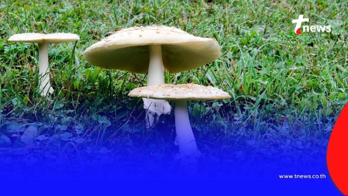 ทำความรู้จัก 4 เห็ดพิษห้ามเก็บเด็ดขาด เสี่ยงถึงตายไม่รู้ตัว