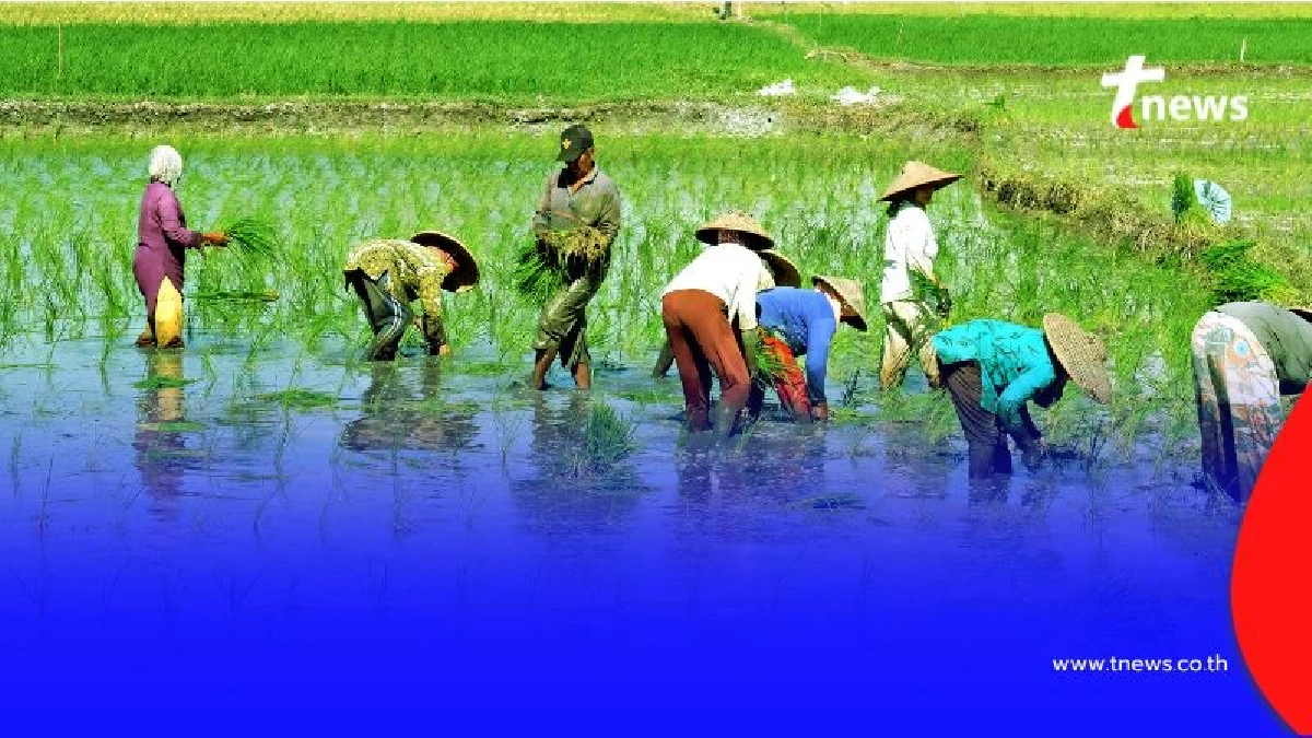 เปิดวิธีเช็กเงินช่วยเหลือชาวนา 1,000 บาทต่อไร่ ใครได้บ้าง เช็กสถานะและเงินเข้าวันไหน
