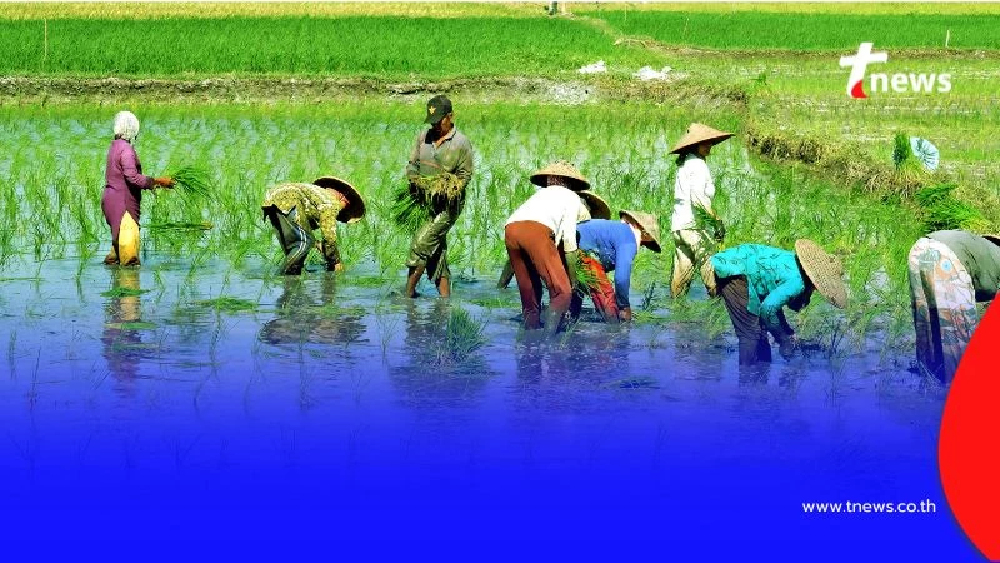 เปิดวิธีเช็กเงินช่วยเหลือชาวนา 1,000 บาทต่อไร่ ใครได้บ้าง เช็กสถานะและเงินเข้าวันไหน