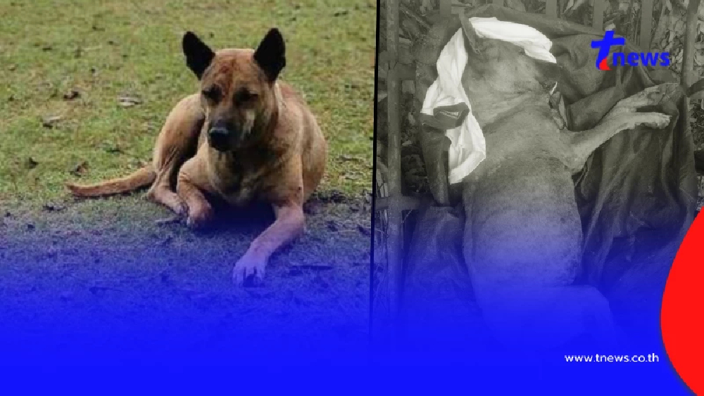 อาลัย "เจ้ากระทิง" ฮีโร่สี่ขาแห่งภูมะเขือ เผยนาทีสุดท้ายเศร้าใจ