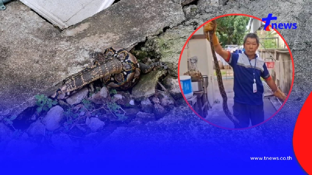 ชุลมุนสุด งูเหลือมหิวจัดรัดตะกวดแต่ติดท่อ แห่ส่องเลขบ้าน