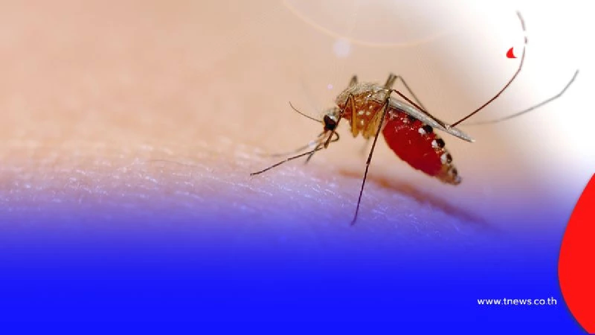 กรมควบคุมโรคชี้ 10 จังหวัด เหนือ-อีสาน เสี่ยงสูง ระวังชิคุนกุนยา