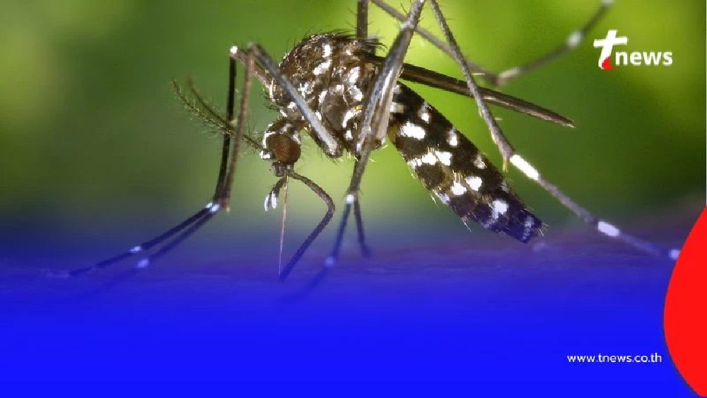 ภัยเงียบหน้าฝน รัฐบาลเตือนระวัง โรคชิคุนกุนยา ยุงลายพาหะนำโรค