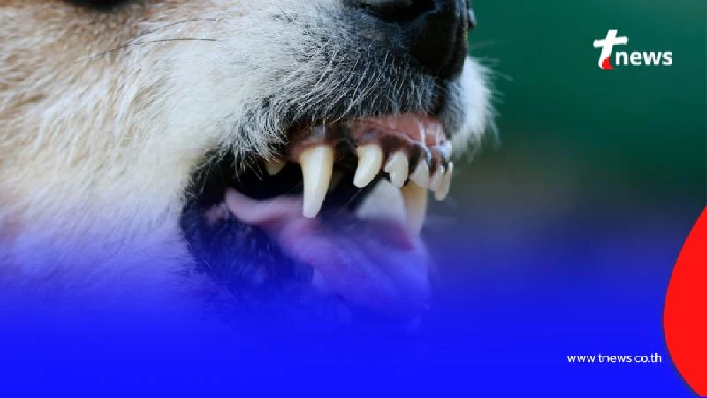 ทำความเข้าใจ มาตรการควบคุมโรคพิษสุนัขบ้าในบางพลี มีอะไรบ้าง