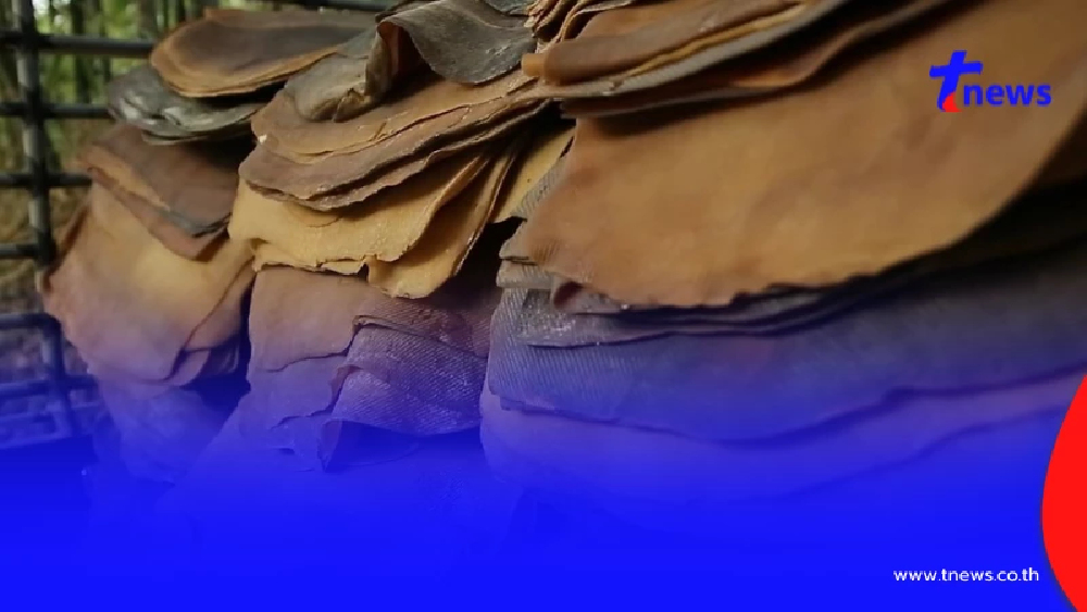 "โฉนดต้นยาง" เครื่องมือปราบ ยางเถื่อน ช่วยเกษตรไทย